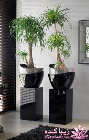 گیاهان آپارتمانی